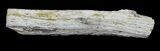 Cretaceous Petrified Wood Section On Stand - Texas #38924-5